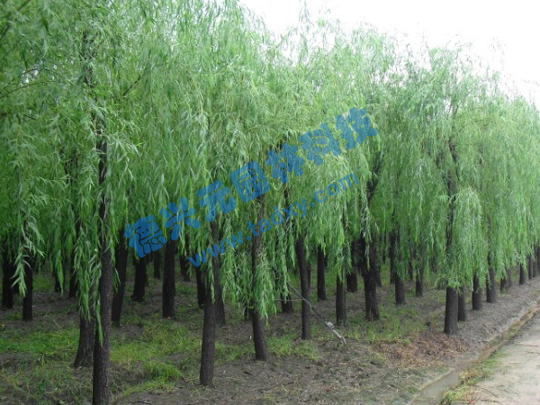 �c���鿴Ԕ����Ϣ���}������ ��x�Δ���2522