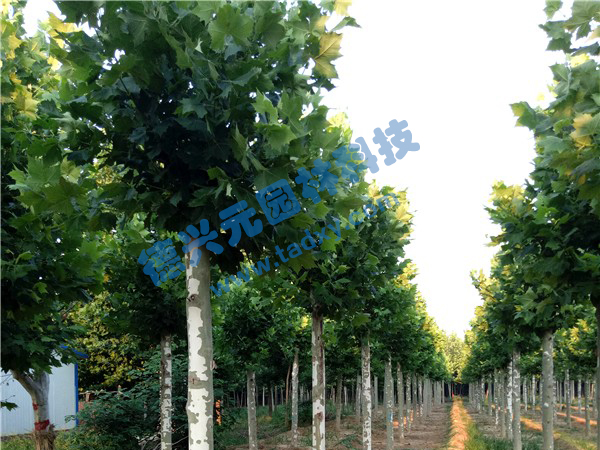 �c���鿴Ԕ����Ϣ���}����ͩ ��x�Δ���2532